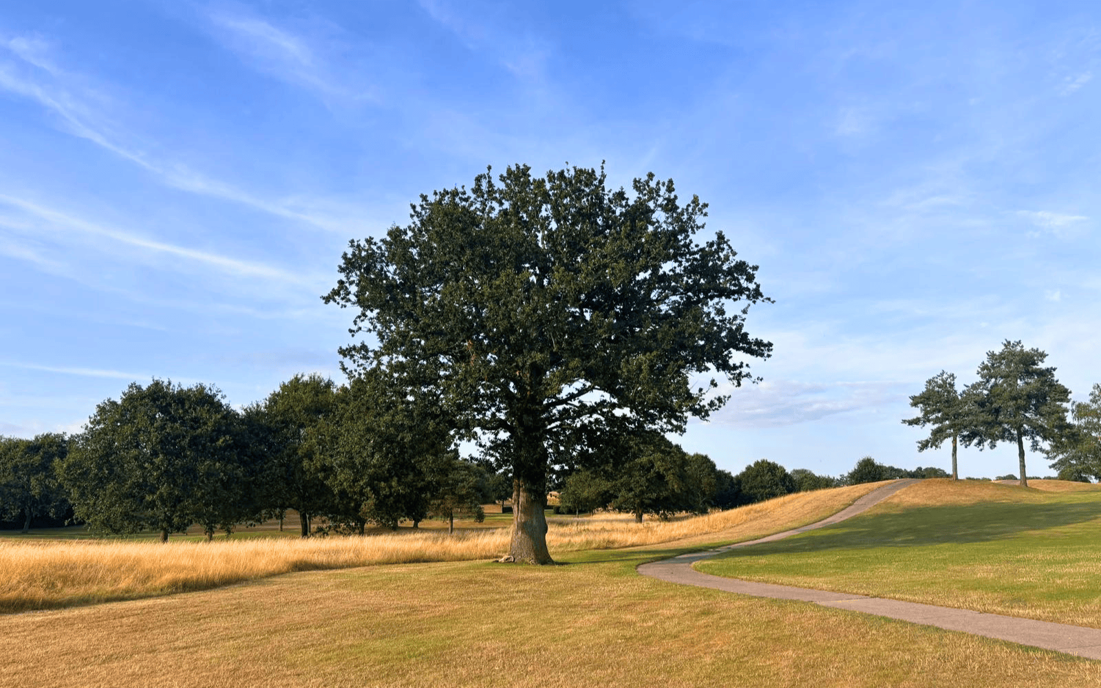 Cleary & Hall - Oak tree